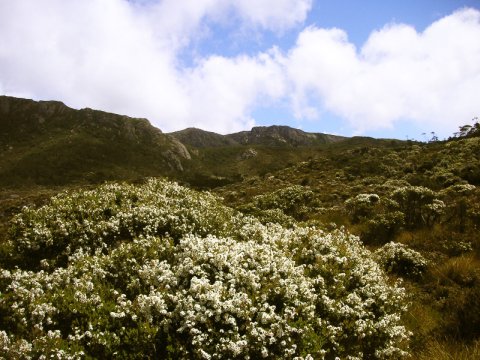 Cradle Mountain, Tasmanien