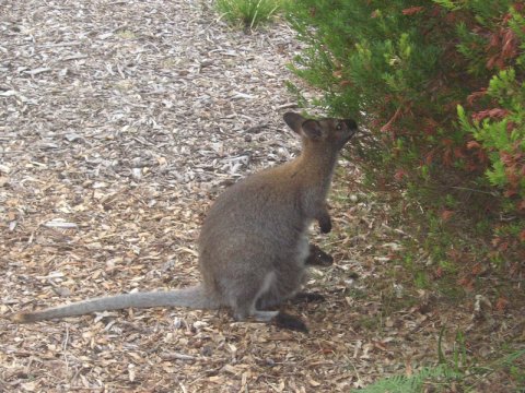 Freycinet, Tasmanien, Australien