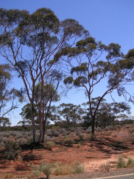 Kalgoorlie, West-Australien