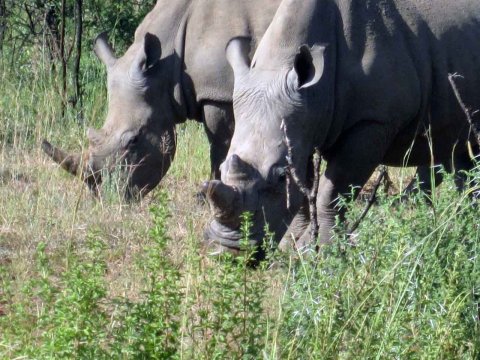 Krüger National Park in Mpumalango Südafrika