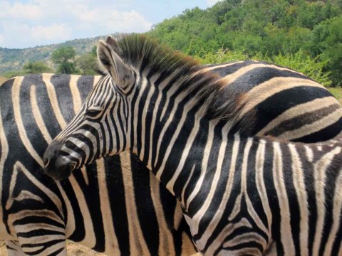 Krüger National Park in Mpumalango Südafrika