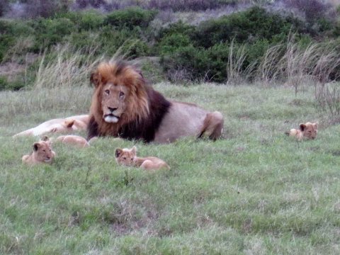 Krüger National Park in Mpumalango Südafrika