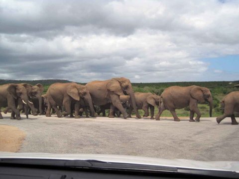 Krüger National Park in Mpumalango Südafrika