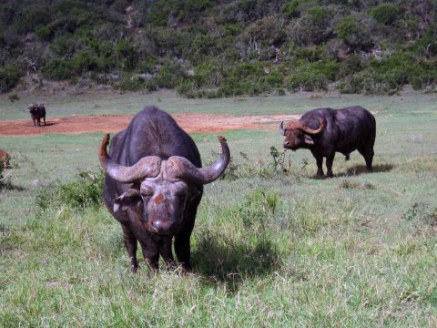 Krüger National Park in Mpumalango Südafrika