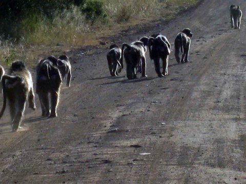 Krüger National Park in Mpumalango Südafrika