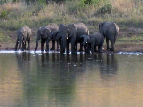 Krüger National Park in Mpumalango Südafrika