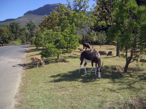Krüger National Park in Mpumalango Südafrika