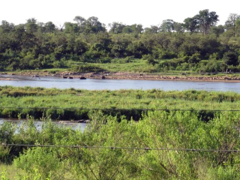 Krüger National Park in Mpumalango Südafrika