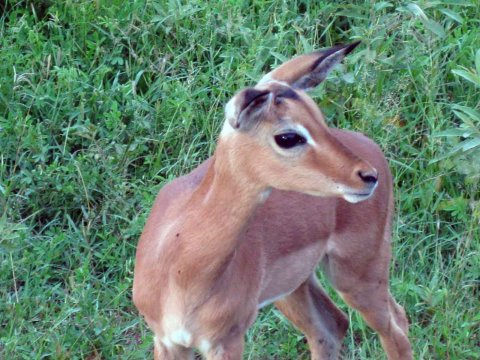 Krüger National Park in Mpumalango Südafrika