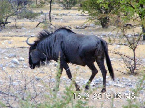 Krüger National Park in Mpumalango Südafrika