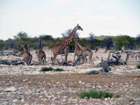 Krüger National Park in Mpumalango Südafrika