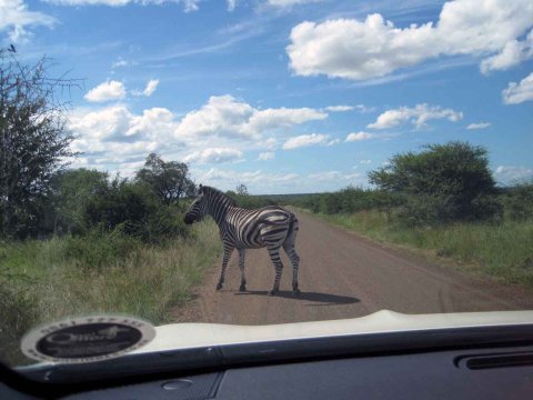 Krüger National Park in Mpumalango Südafrika