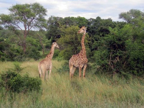 Krüger National Park in Mpumalango Südafrika