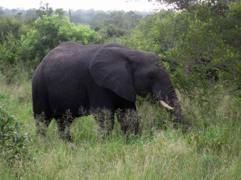 Krüger National Park in Mpumalango Südafrika