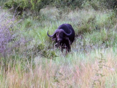 Krüger National Park in Mpumalango Südafrika