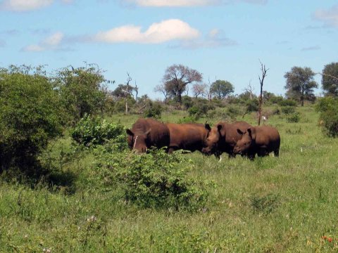 Krüger National Park in Mpumalango Südafrika