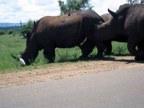 Krüger National Park in Mpumalango Südafrika