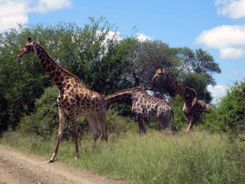Krüger National Park in Mpumalango Südafrika