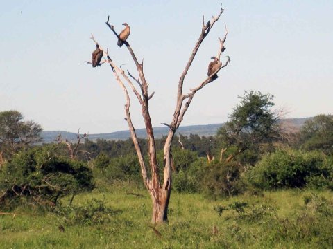 Krüger National Park in Mpumalango Südafrika