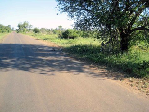 Krüger National Park in Mpumalango Südafrika