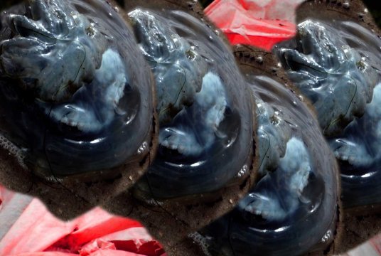 Monika M. Seibel Fotografie