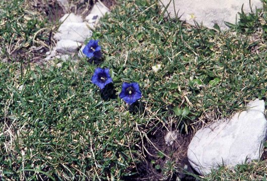 München-Vendig. Zu Fuß über die Alpen.