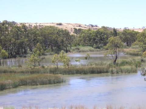 Murray River, Süd-Australien