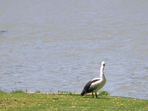 Murray River, Süd-Australien