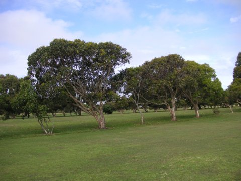 Port Fairy Golf Club