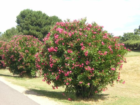 Royal Adelaide Golf Club