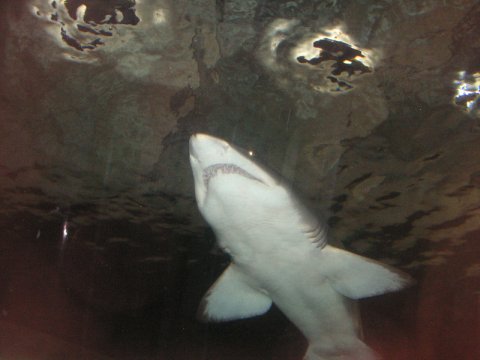 Sydney, New South Wales, Australien