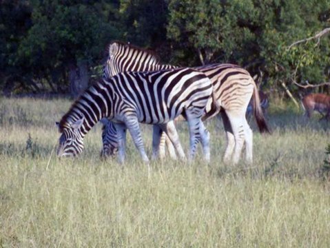 Tiere im Addo-Nationalpark - Teil 1