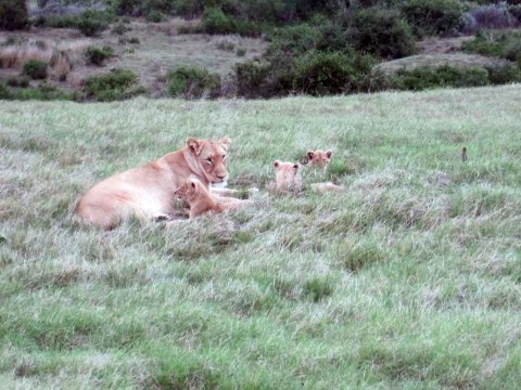 Tiere im Addo-Nationalpark - Teil 1