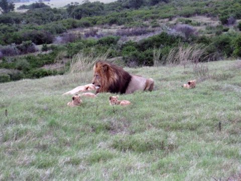 Tiere im Addo-Nationalpark - Teil 1