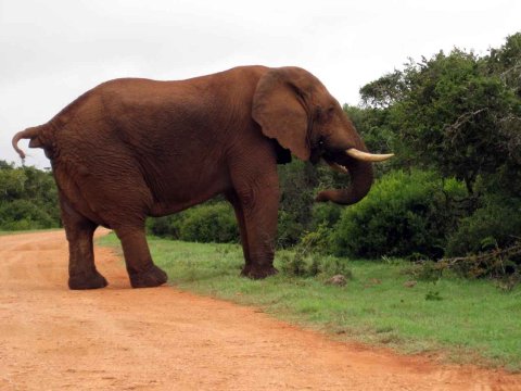 Tiere im Addo-Nationalpark - Teil 1