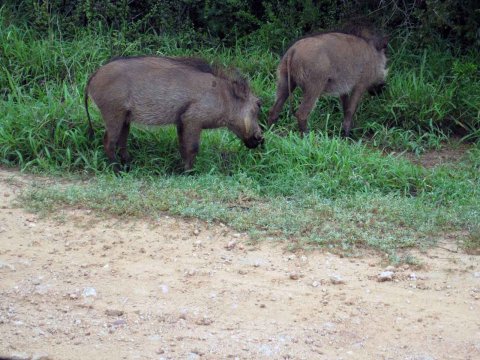 Tiere im Addo-Nationalpark - Teil 1