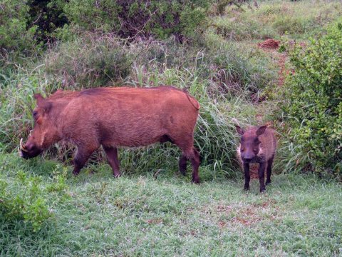 Tiere im Addo-Nationalpark - Teil 1