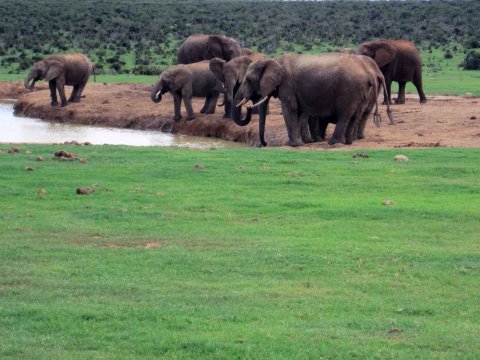 Tiere im Addo-Nationalpark - Teil 1