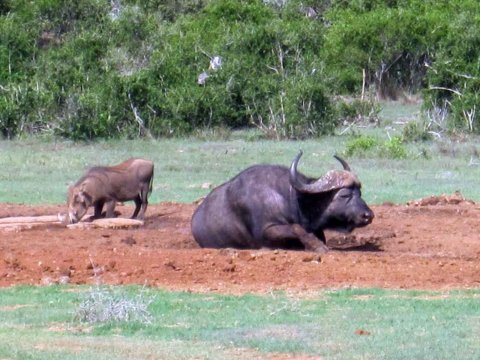 Tiere im Addo-Nationalpark - Teil 1