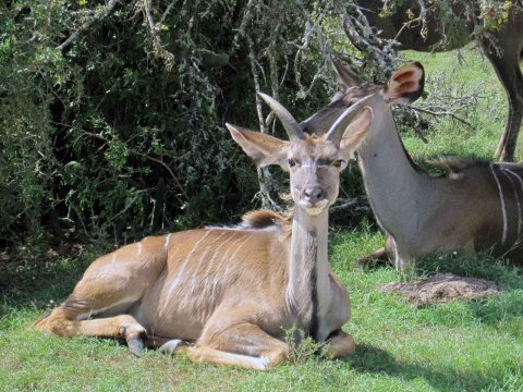 Tiere im Addo-Nationalpark - Teil 1
