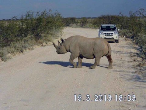 Tiere im Addo-Nationalpark - Teil 1