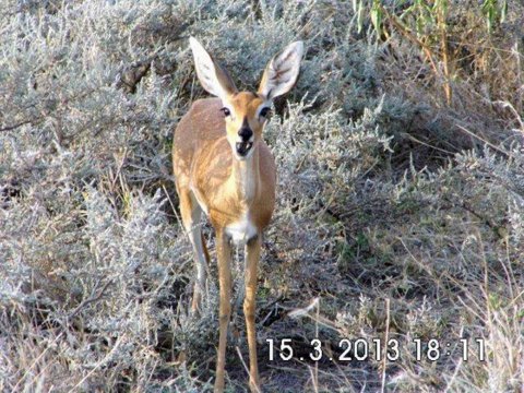 Tiere im Addo-Nationalpark - Teil 1
