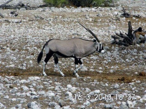 Tiere im Addo-Nationalpark - Teil 1