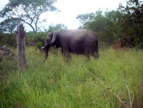 Tiere im Addo-Nationalpark - Teil 1