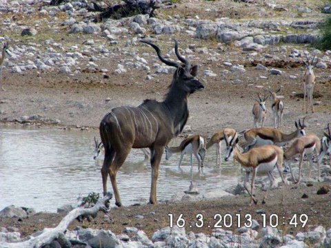 Tiere im Addo-Nationalpark - Teil 1
