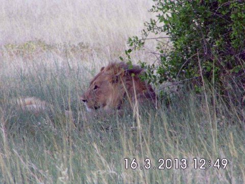 Tiere im Addo-Nationalpark - Teil 1