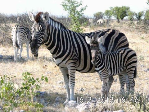 Tiere im Addo-Nationalpark - Teil 1