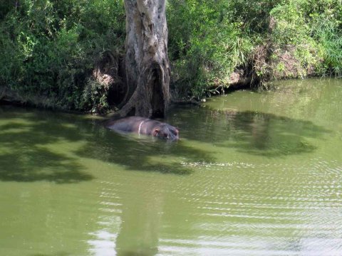 Tiere im Addo-Nationalpark - Teil 1