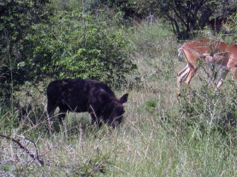 Tiere im Addo-Nationalpark - Teil 1