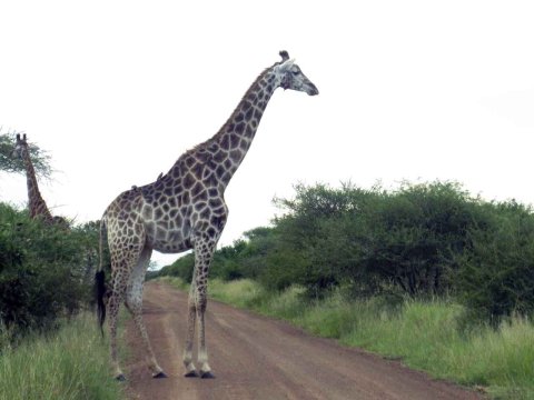 Tiere im Addo-Nationalpark - Teil 1